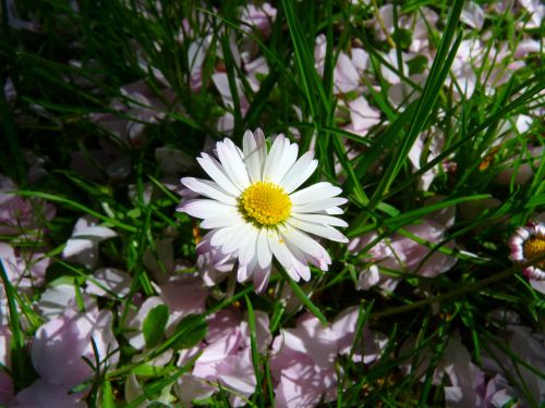Daisy, Gėlė, Augalas, Pavasaris
