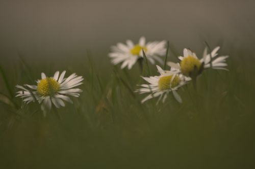 Daisy, Gėlės, Pavasaris, Pieva