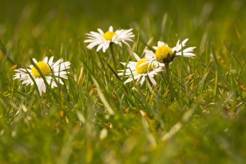 Daisy, Balta, Gėlės, Pavasaris, Pirmagimis