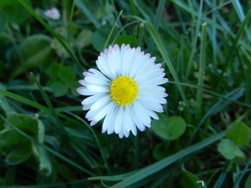 Daisy,  Gėlė,  Pavasaris