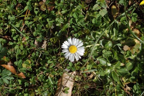 Daisy,  Pavasaris,  Gėlė