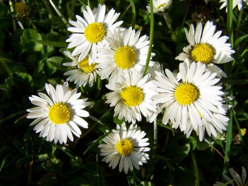 Daisy, Balta, Gėlė