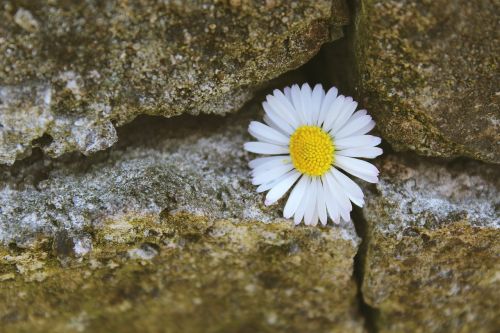 Daisy,  Akmuo,  Akmeninė Siena,  Siena,  Žiedas,  Žydėti,  Gėlė,  Augalas,  Pavasario Pranašys,  Balta,  Žydėti,  Gamta,  Uždaryti,  Flora,  Pavasaris,  Sodas