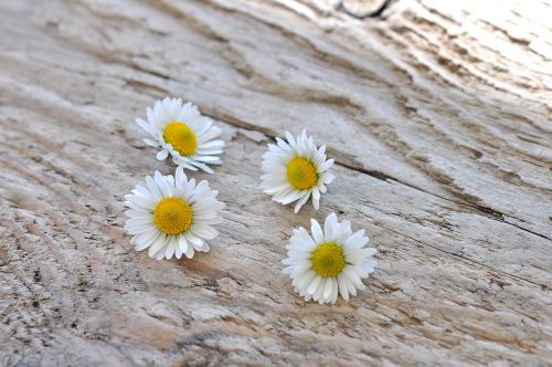 Daisy, Balta, Gėlės, Mediena, Gamta