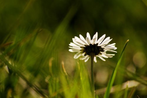 Daisy,  Žolė,  Sodas,  Balta Gėlė