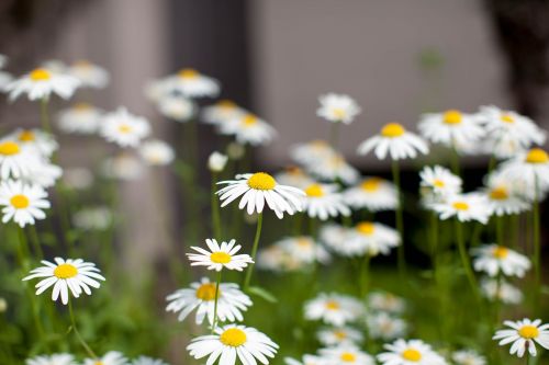 Daisy, Gėlės, Bičių, Gamta