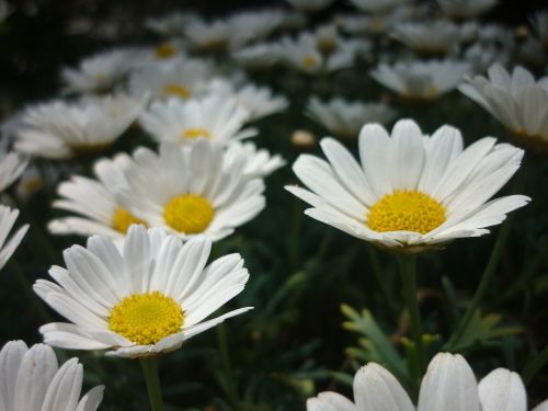 Daisy,  Gėlė,  Sodas,  Balta,  Gamta
