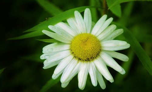 Daisy, Gėlė, Gamta, Žiedas, Gėlių, Žalias, Žydėti, Augalas, Lapai, Puokštė, Lapai, Makro, Vasara, Natūralus