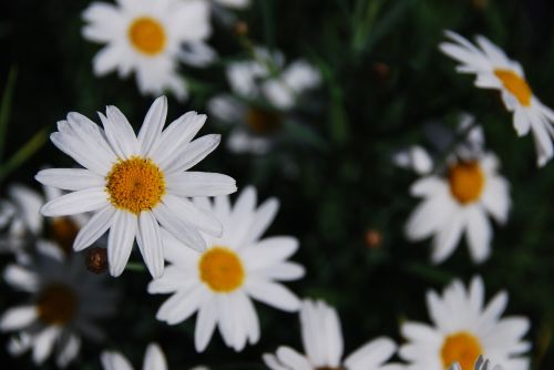 Daisy,  Gėlė,  Gamta,  Žiedas,  Gėlių,  Natūralus,  Pavasaris,  Balta