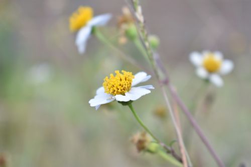 Gėlių Gėlė, Gėlė, Laukinė Gėlė, Daisy, Gėlių, Žiedas, Lauke