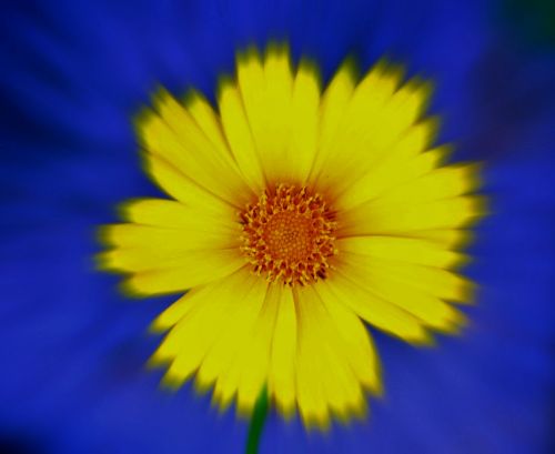 Gėlė,  Geltona,  Blur,  Dėmesio,  Daisy Zoom Su Mėlyna Fone