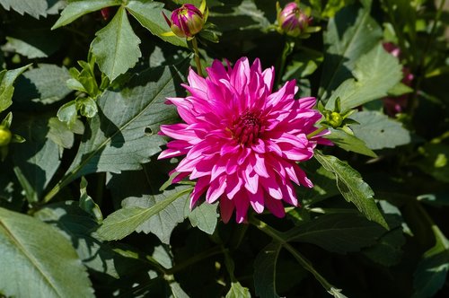 Dahlia,  Augalų,  Gėlė,  Pobūdį,  Žalias