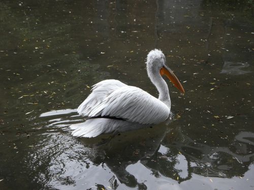 Dalmatian Pelican, Pelikan, Plaukti, Plaukti, Vandens Paukštis, Vanduo