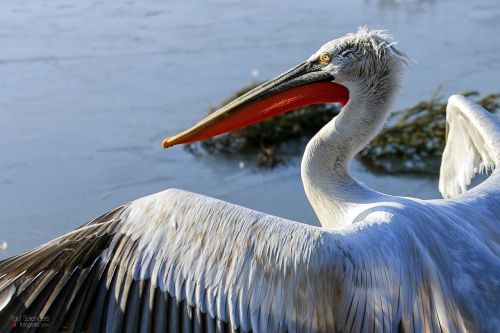 Dalmatian Pelican, Pelican, Vandens Paukščiai, Paukštis, Zoologijos Sodas