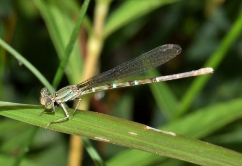 Damselfly, Vabzdys, Vabzdžiai, Sparnuotas, Klaida, Skraidantis Vabzdys, Sparnuotas Vabzdys, Iš Arti, Padaras, Laukinė Gamta, Entomologija, Nariuotakojų, Biologija, Fauna, Gamta, Zygoptera