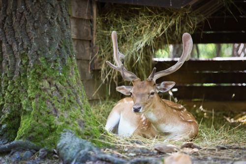 Dámszarvas, Žinduolis, Gyvūnas, Gamta, Miškas, Fauna, Miško Gyvūnas, Laukiniai, Elnias, Gyvūnai, Antler, Žvėrys, Dama Dama, Vienkanaliai Kanopiniai