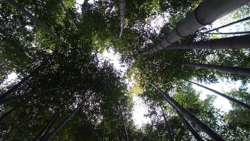 Damyang, Bambukas, Miškas