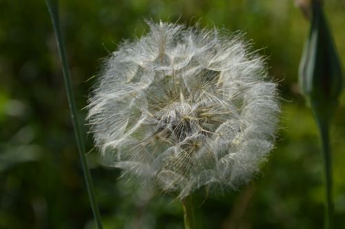 Kiaulpienė, Augalas, Taraxacum Officinale