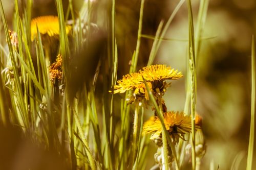 Kiaulpienė, Geltona, Gėlė, Buttercup, Antspaudas, Bühen, Pavasaris, Žiedas, Žydėti, Pieva, Gėlių Pieva, Žolė