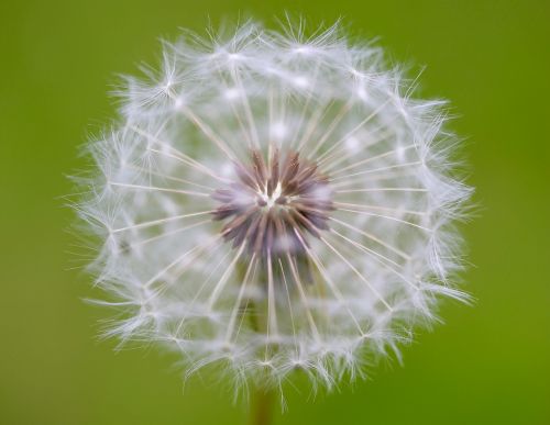 Kiaulpienė, Žiedas, Žydėti, Makro, Uždaryti