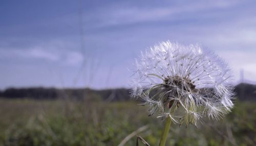 Kiaulpienė, Gamta, Gėlės