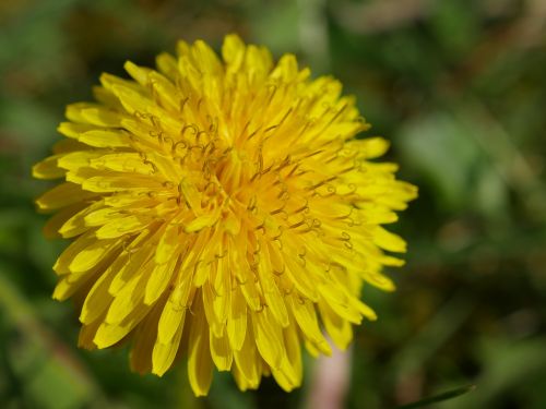 Kiaulpienė, Geltona, Uždaryti, Makro, Detalės, Gėlė, Taraxacum Officinale, Žiedas, Žydėti, Pavasaris, Pieva, Augalas, Ariamasis, Šiaudas, Piktžolių, Kompozitai, Kelias, Laukai, Sodas, Maistock, Buttercup, Šuo Gėlė, Ryškus