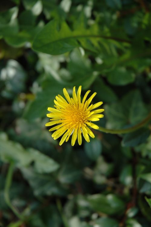 Kiaulpienė, Gėlė, Sodas, Pavasaris, Geltona, Žiedas, Žydėti, Gamta, Geltona Gėlė, Flora