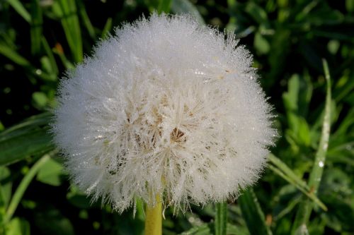 Kiaulpienė, Rosa, Delikatesas, Pūkas, Vanduo, Vienuolės, Lašai, Sonchus Oleraceus, Rytas, Lašeliai