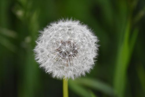 Kiaulpienė, Žiedadulkės, Gamta, Gėlė, Lauke, Flora, Laukiniai