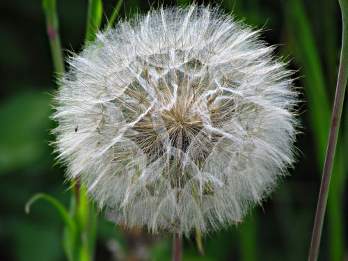 Kiaulpienė, Vienuolės, Sonchus Oleraceus, Taraxacum Officinale, Augalas, Vėjas, Pūkas, Gamta