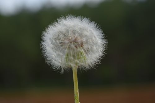 Kiaulpienė,  Gamta,  Flora,  Gėlė,  Vasara,  Be Honoraro Mokesčio