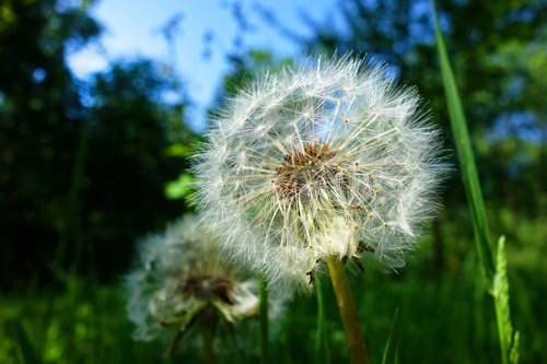 Kiaulpienė,  Augalų,  Sėklos Galvos,  Sluoksniuotos Rutulinis,  Purus,  Minkštas,  Pučia,  Gėlė,  Taraxacum,  Valgomieji,  Mitybos,  Vaistinio,  Mėlynas Dangus