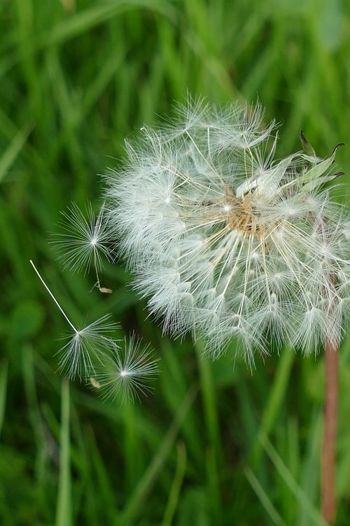 Kiaulpienė,  Floros,  Pūkelių,  Sėklos,  Dauginimas,  Paplitimas