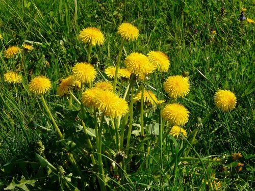 Kiaulpienė, Pieva, Žolė, Aštraus Gėlė, Gamta, Geltona, Gėlė, Žiedas, Žydėti, Žydėti, Flora