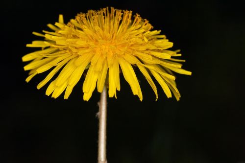 Kiaulpienė, Žiedas, Žydėti, Geltona, Makro