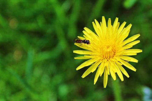 Kiaulpienė,  Žiedas,  Žydėti,  Buttercup,  Geltona,  Gėlė,  Augalas,  Gamta,  Vasara,  Pavasaris,  Žalias,  Žiedlapiai,  Geltona Gėlė,  Aštraus Gėlė,  Žydėti,  Flora,  Sodas,  Uždaryti,  Gražus,  Citrina,  Vabzdys,  Gyventi,  Gyvūnas,  Užveskite Skristi