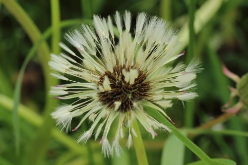 Kiaulpienė,  Lietus,  Šlapias,  Flora,  Augalas,  Uždaryti,  Pavasaris