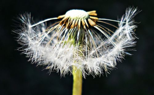 Kiaulpienė,  Juoda,  Balta,  Žalias,  Gamta