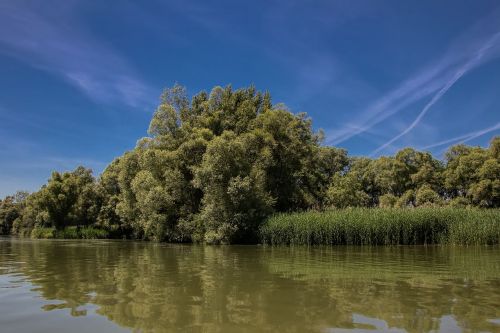 Danube, Slovakija, Gamta, Upė, Bratislava, Medžiai