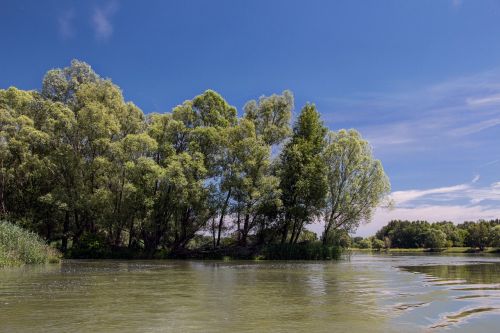Danube, Slovakija, Gamta, Upė, Bratislava, Medžiai