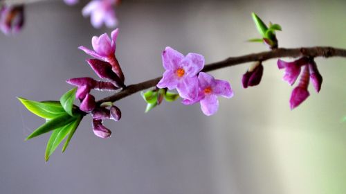 Daphne Mezereum, Pavasario Gėlės, Miškas