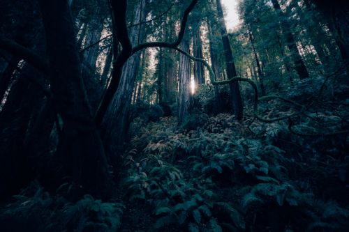 Tamsi, Miškas, Kraštovaizdis, Šviesa, Paslaptis, Gamta, Medžiai, Miškai