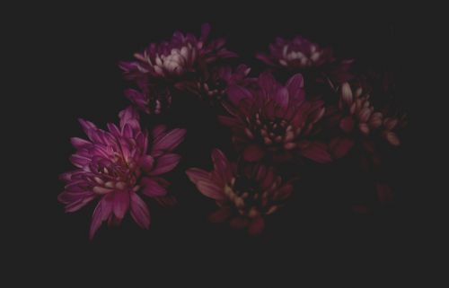 Tamsi, Gėlė, Žiedlapiai, Augalas