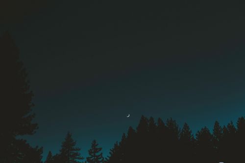Tamsi, Naktis, Dangus, Mėnulis, Medžiai, Augalas, Gamta