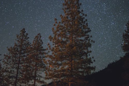 Tamsi, Naktis, Žvaigždės, Stargazing, Astrofotografija, Medžiai, Miškai