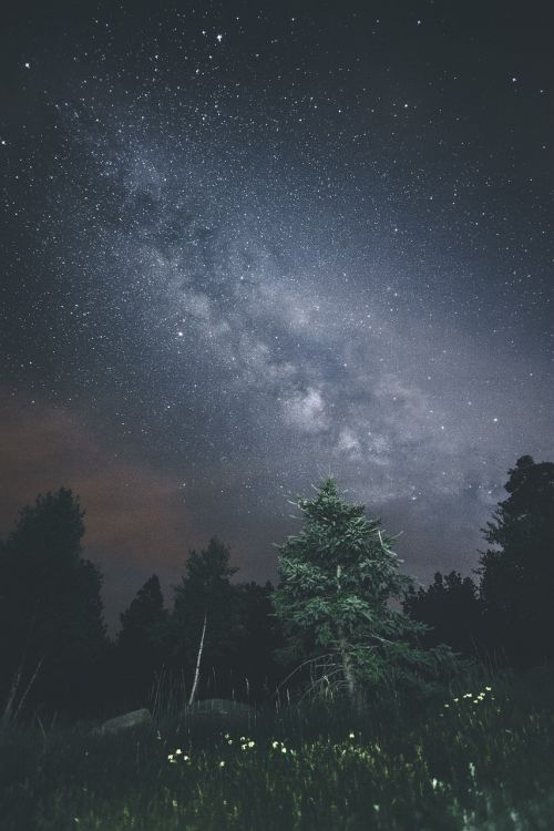 Tamsi, Naktis, Dangus, Žvaigždės, Žolė, Medžiai, Augalas, Gamta