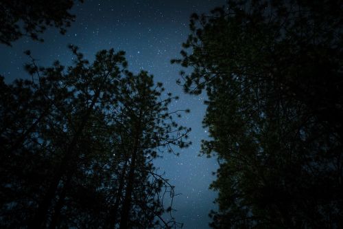 Tamsi, Naktis, Žvaigždės, Medžiai, Stargazing, Kempingas, Miškai
