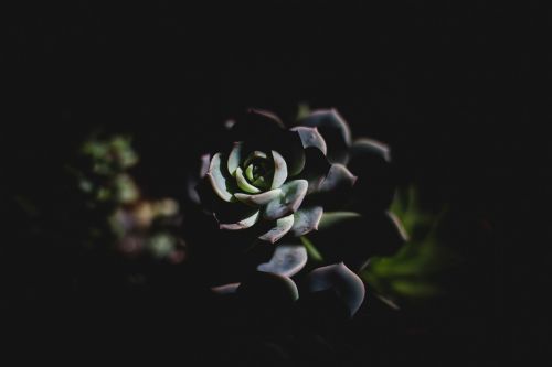 Tamsi, Augalas, Lapai, Gėlė, Gamta