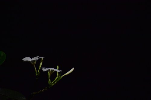 Tamsiai Švytintis Gėlių,  Nakties Gėlė,  Balta Gėlė,  Indija,  Tamsiai,  Žydi,  Pumpurai