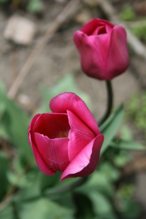 Gėlės,  Stiebagumbiai,  Svogūnėliai,  Tulpės,  Rožinis,  Tamsi,  Taurė & Nbsp,  Formos,  Tamsiai Rožinės Spalvos Tulpės